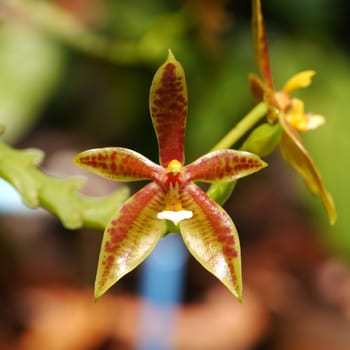Phaleanopsis cornucervi Orchid. Scientific name: Phalaenopsis cornu-cervi (Breda) Blume & Rchb. f.