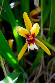 Beautiful orchid flower of Cymbidium finlaysonianum in the forest.