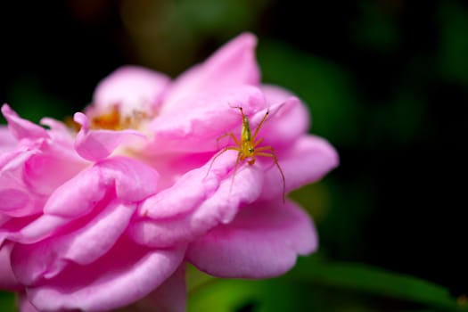 Close-ups of pink roses and stamens.