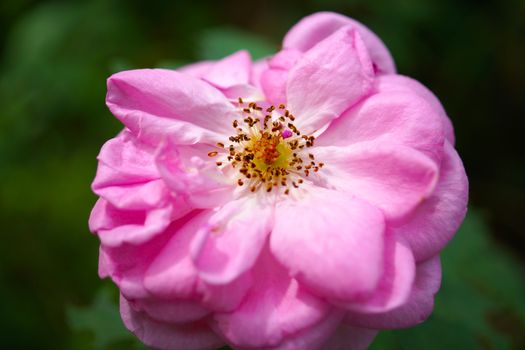 Close-ups of pink roses and stamens.