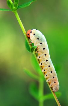 White caterpillar on a plant with green background