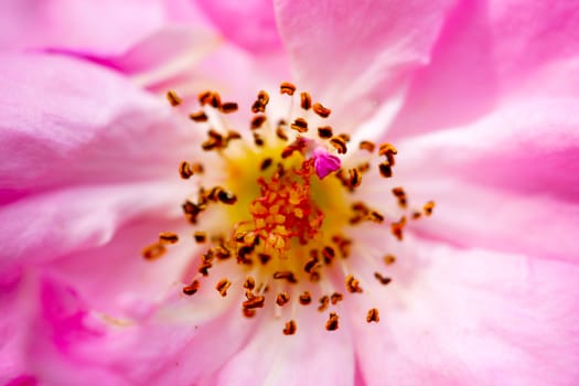 Close-ups of pink roses and stamens.