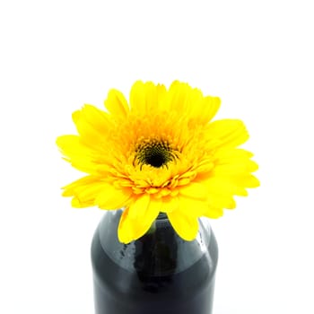 African daisy (gerbera) isolated on white background.