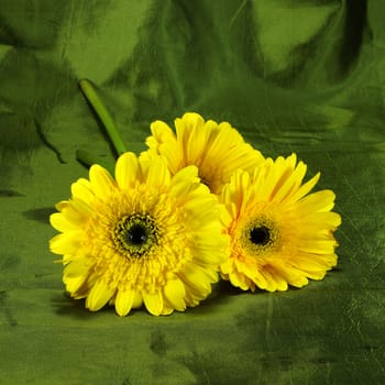 Yellow African daisy (gerbera)  on green fabric background.