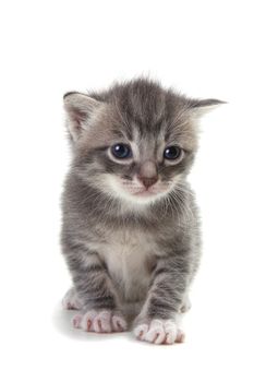 Adorable Kitten on White Background