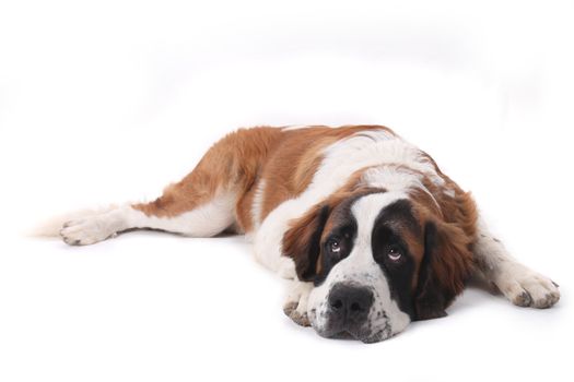 Adorable Saint Bernard Purebred Puppy 