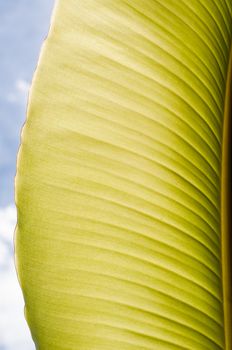 green leaf texture for background or design or other