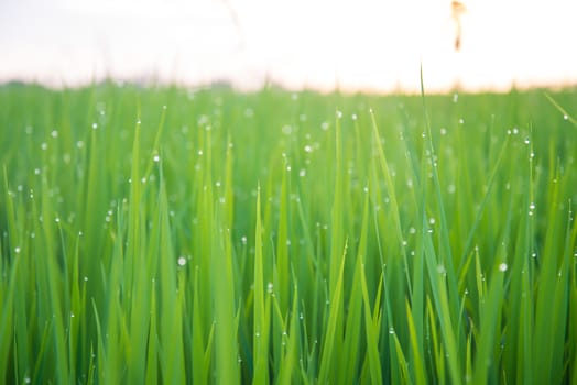 A field where rice is grown in Thailand.