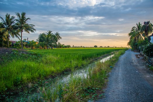 A field where rice is grown in Thailand.