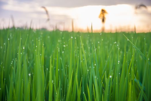 A field where rice is grown in Thailand.