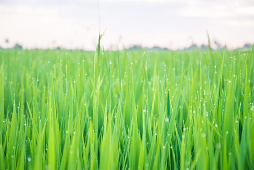 A field where rice is grown in Thailand.