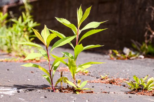 Green Plant Growing Trough Cracked Asphalt Floor