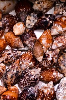 Texture Background of colored round sea shells