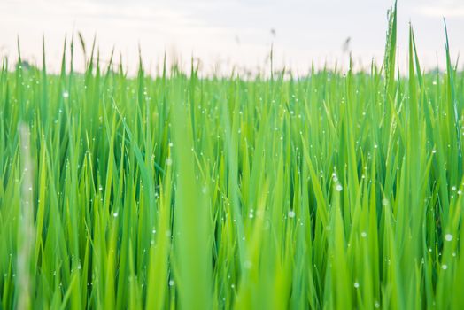A field where rice is grown in Thailand.