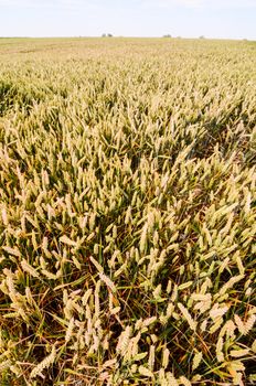 Textured Wheat Field at Europen Countryside in Germany