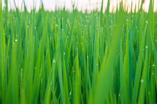A field where rice is grown in Thailand.