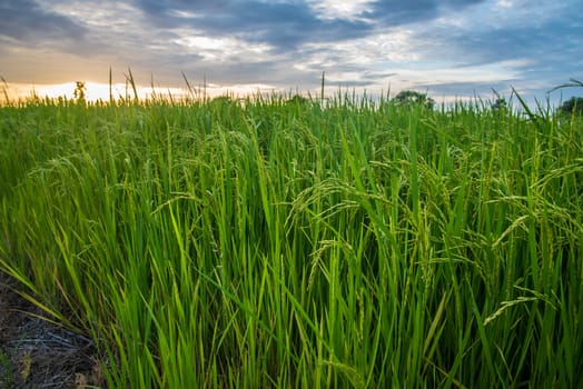 A field where rice is grown in Thailand.