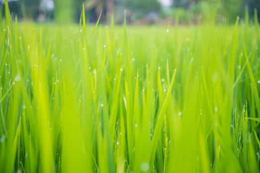 A field where rice is grown in Thailand.