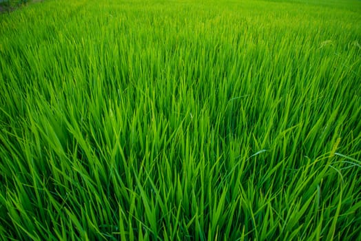 A field where rice is grown in Thailand.