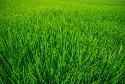 A field where rice is grown in Thailand.