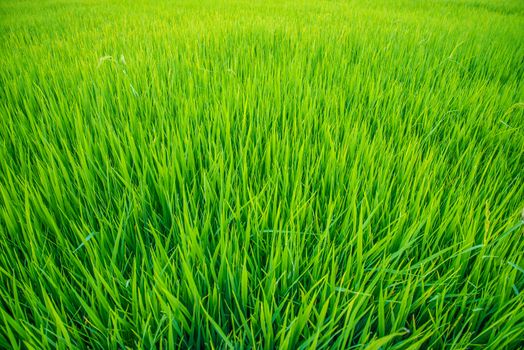 A field where rice is grown in Thailand.