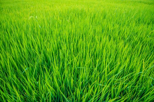 A field where rice is grown in Thailand.