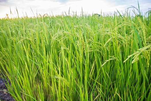 A field where rice is grown in Thailand.