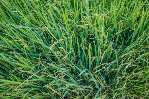 A field where rice is grown in Thailand.
