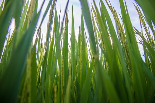 A field where rice is grown in Thailand.