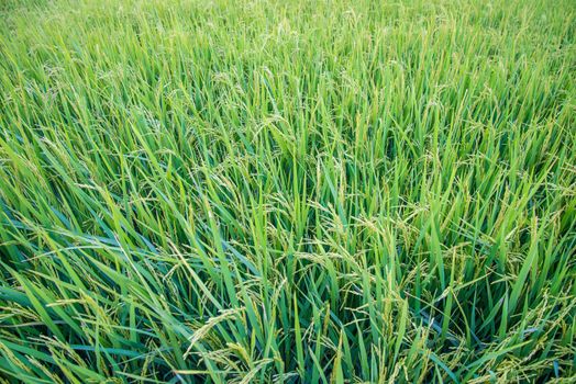 A field where rice is grown in Thailand.