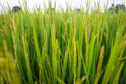 A field where rice is grown in Thailand.