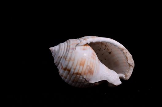 Sea Shell Isolated On A Black background