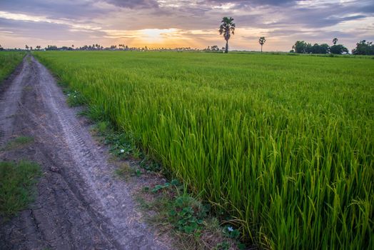 A field where rice is grown in Thailand.