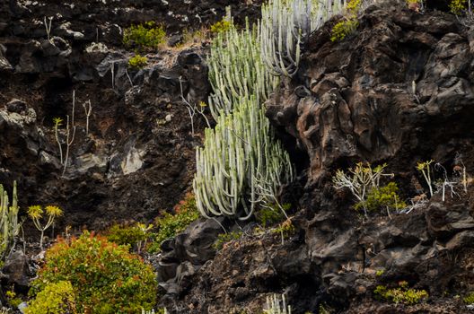 Cactus on the Black Basaltic Volcanic Mountain in El Hierro Canary Island