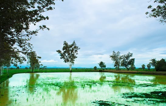 The Landscape of Rice Field and Cloudy Sky.
