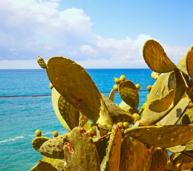 Big cactus with blue sea and sky on the background