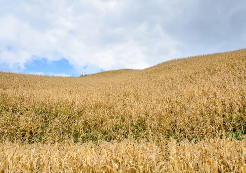 The Corn Field is on the Hill with cloudy blue sky.