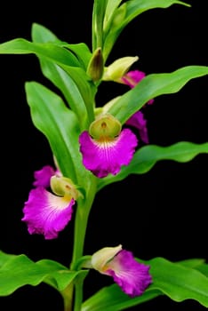 Terrestial orchid, Brachycorythis helferi, native specie terrestrial orchid in the southeast asian area