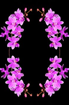 Pale purple orchid, Phalaenopsis hybrid, isolated on a black background