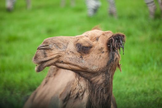 alone camel sitting in green grass