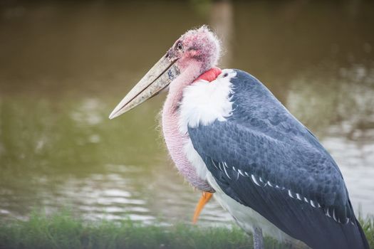 Dalmatian pelican standing on the water