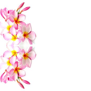 Tropical pink Plumeria or Fangipani flower, isolated on a white background