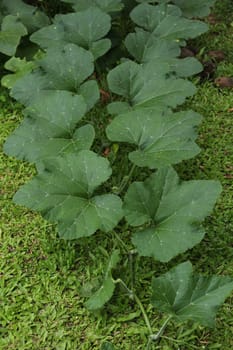 There are leaves of pumpkin vine growing on the ground.