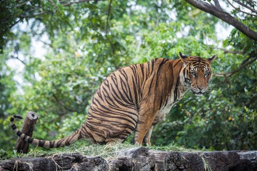 tiger looking at the camera on the tree