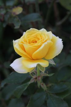 Yellow rose is blooming and beautiful look in the garden.