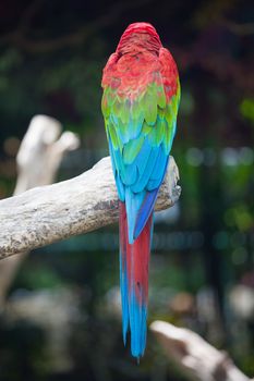 colorful macaw sitting in a tree