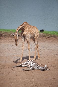 Giraffes and Zebras near river  in forest