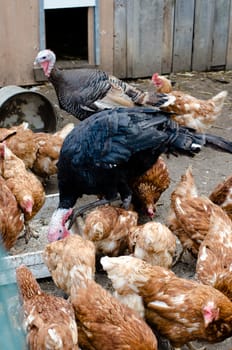 poultry