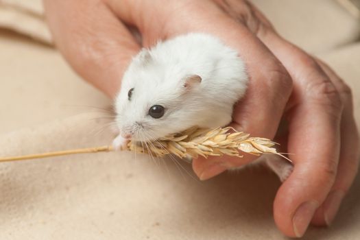 The small hamster eat a seed on sackcloth