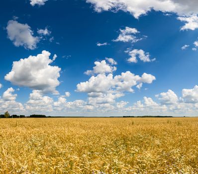 Summer field with ripe golden barley and blue cloudy sky
